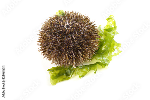 Gray sea urchin on alga