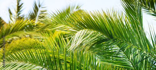 Palm background © Guschenkova