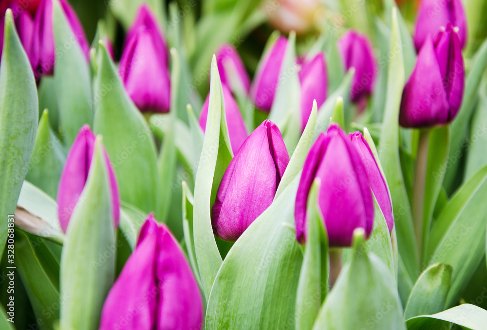 Spring flowers purple tulips, blurred background, soft focus, Spring flowers purple tulips, blurred background, soft focus,