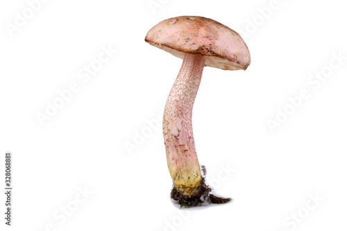 Brown boletus mushroom