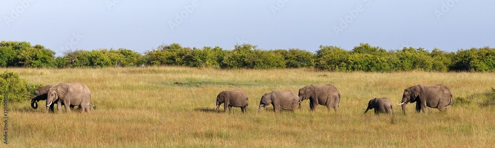 Afrikanische Eelfanten in der Masai Mara Afrikanische Eelfanten in der Masai Mara
