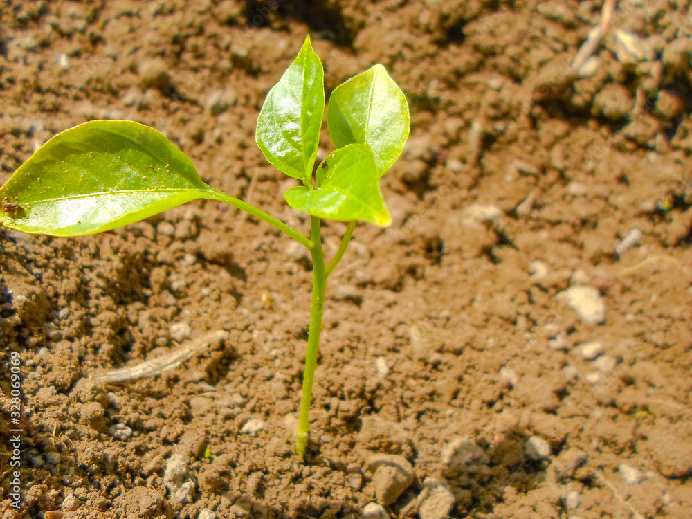 Seedlings green sprout of pepper grows in the soil in spring. The concept of growth of nature, business growth, World Environment Day. Seedlings green sprout of pepper grows in the soil in spring. The concept of growth of nature, business growth, World Environment Day.