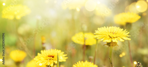 Yellow flowers