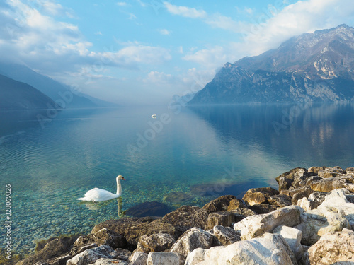 Gardasee im Frühling - Schwan photo