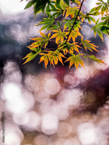 紅葉 Autumn leaves 40 photo