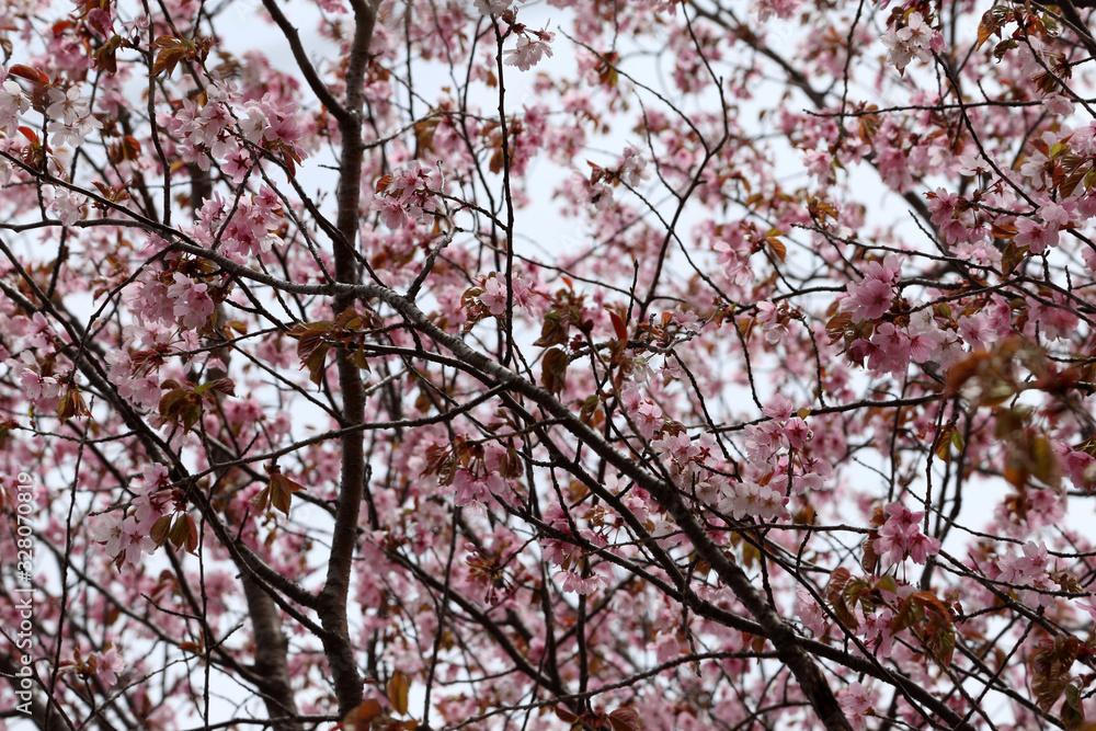 Sakura. Apricot blossom. Sakura. Apricot blossom.