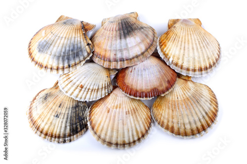 Scallops isolated on white