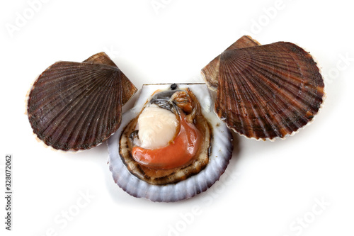 Scallops and opened scallop