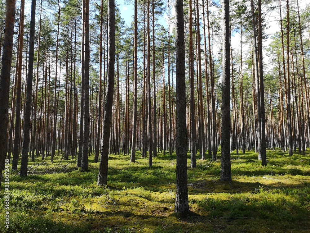 Obraz premium forest in summer, Latvia 