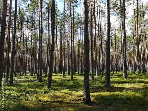 forest in summer, Latvia 