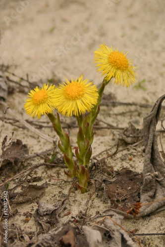 Flowers mother and stepmother in spring day