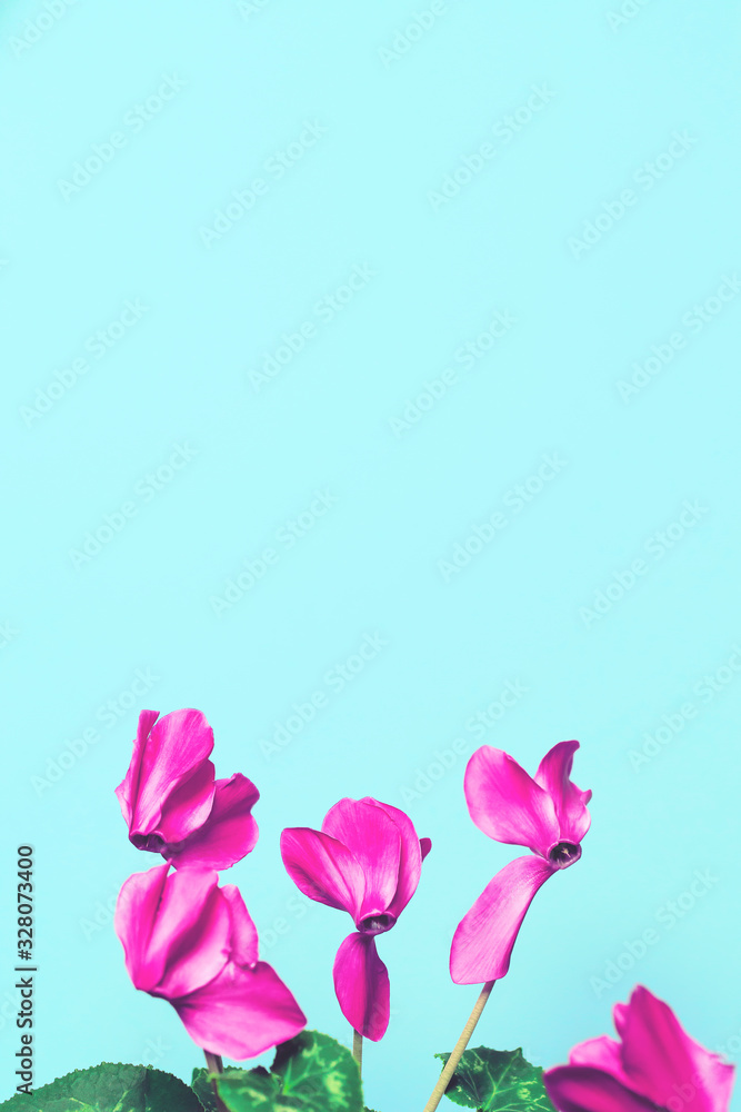 Cyclamen flowers close up.  Beautiful abstract backdrop