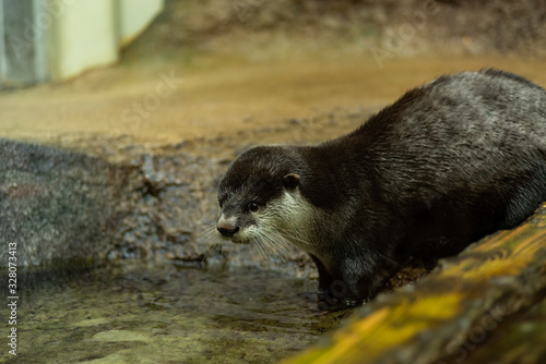 カワウソ