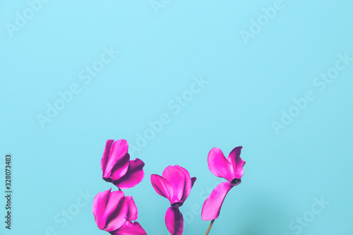 Cyclamen flowers close up.  Beautiful abstract backdrop