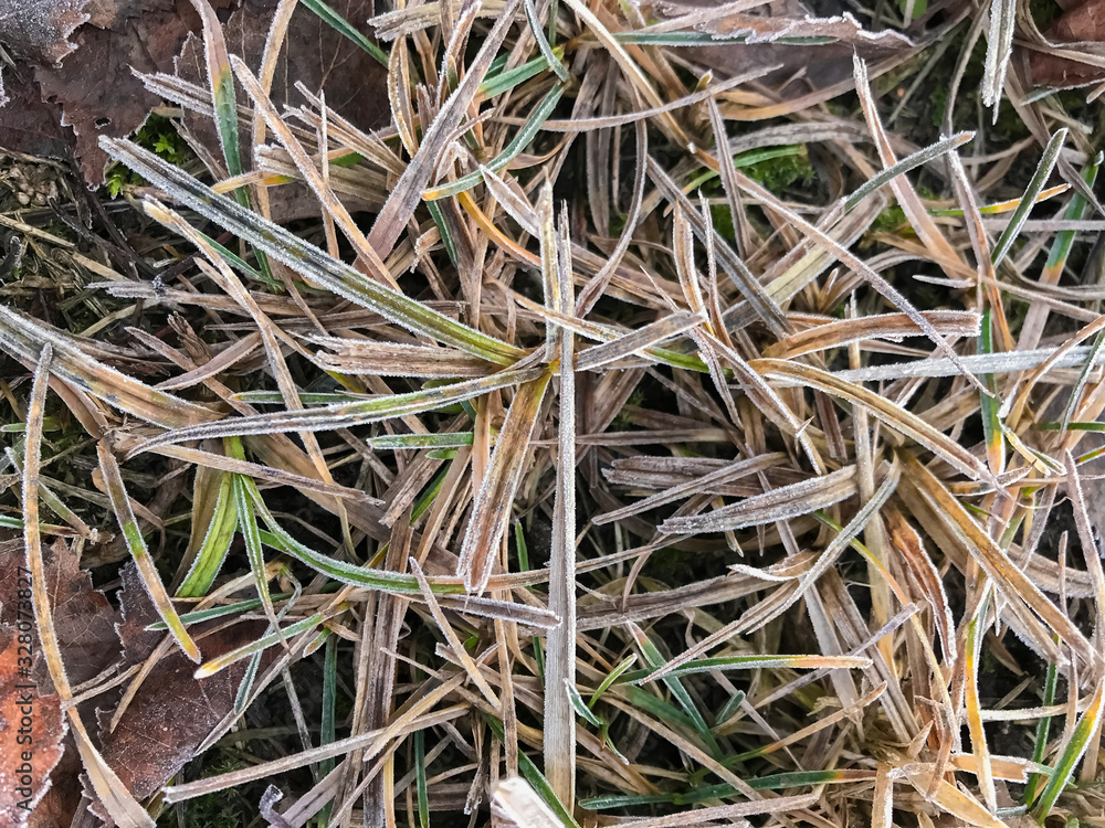 Ice crystals on green grass close up. Nature background. Ice crystals on green grass close up. Nature background.