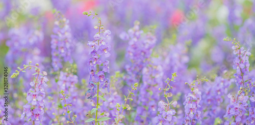 Beautiful flowers blooming in garden