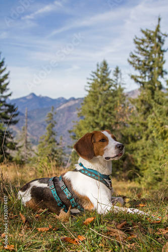 Beaglewanderung zum Trainsjoch photo