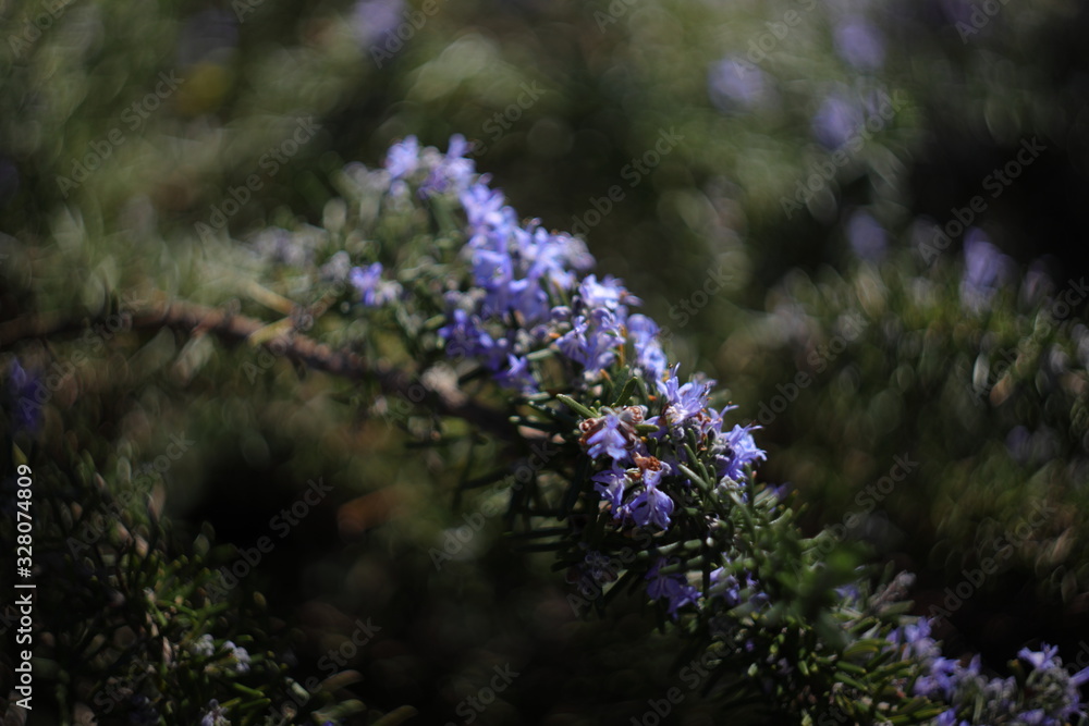 Obraz premium bee on flower