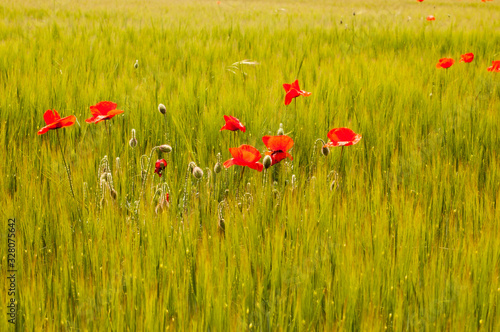 field of poppies © Mnica