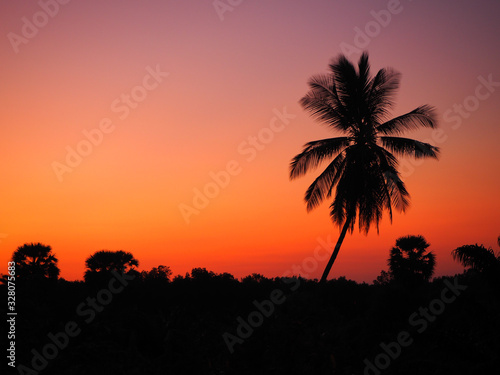 Silhouette of coconut tree and bush with orange-yellow sky after sunset