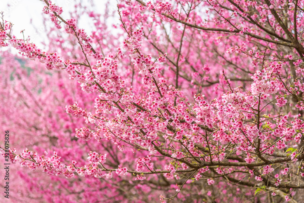 Pink full bloom Japanese cherry blossom or Sakura flowers. Pink full bloom Japanese cherry blossom or Sakura flowers.