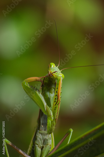  praying mantis face