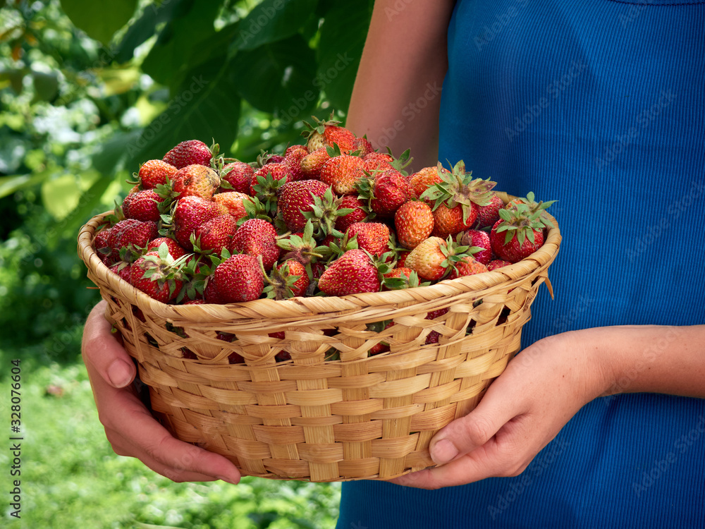 Hands holding fresh ripe strawberries. Hands holding fresh ripe strawberries.