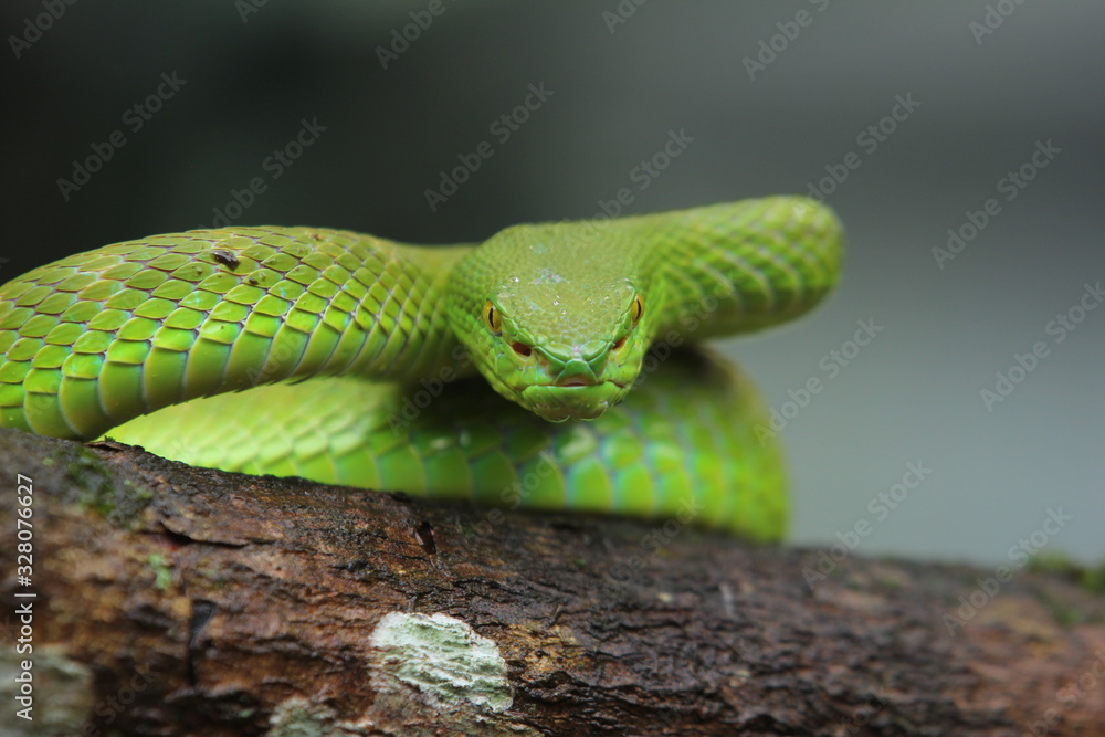 Green Viper Trimeresurus insularis is a venomous pit viper subspecies found in Indonesia and East Timor. Green Viper Trimeresurus insularis is a venomous pit viper subspecies found in Indonesia and East Timor.