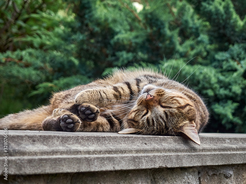 Photography Cute cat sleeping in the park.