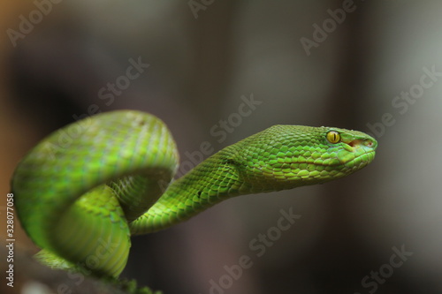 Green Viper Trimeresurus insularis is a venomous pit viper subspecies found in Indonesia and East Timor.