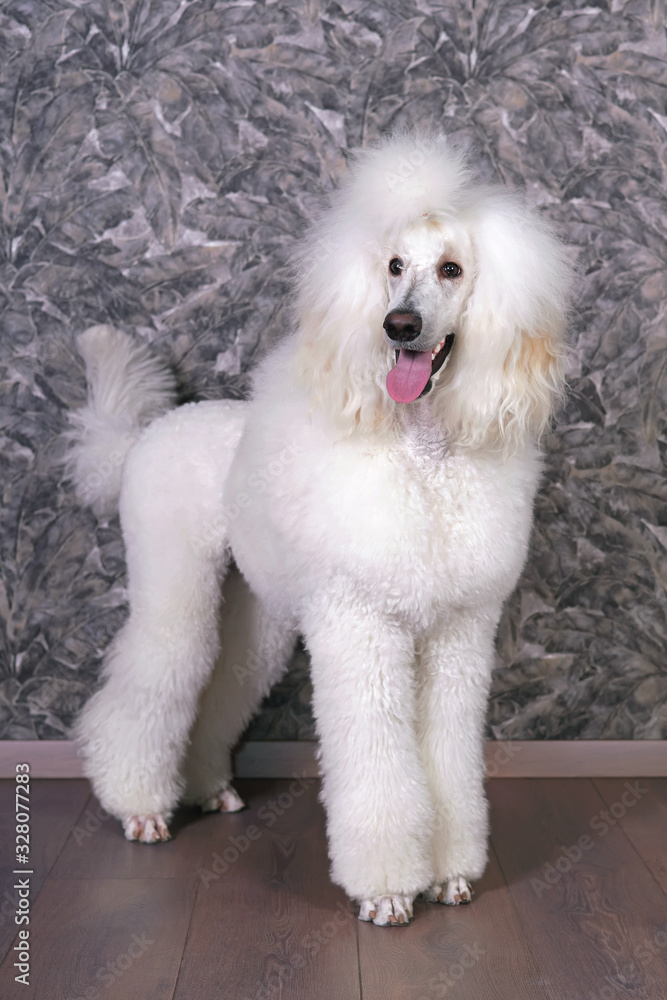 Graceful white Standard Poodle dog (Scandinavian lion show clip) standing indoors on a laminate wood floor