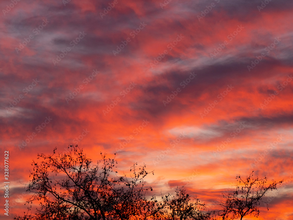 Obraz premium zachód słońca w lesie
