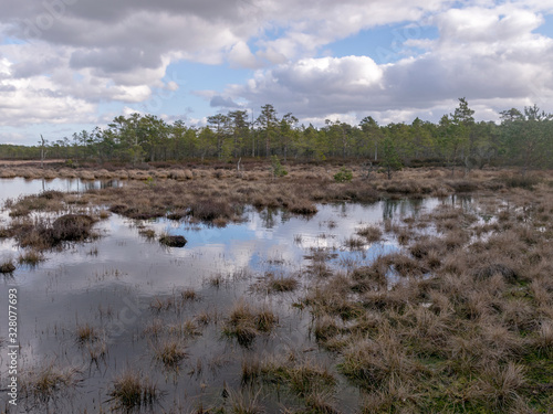 View of a peat bog lake on a sunny day