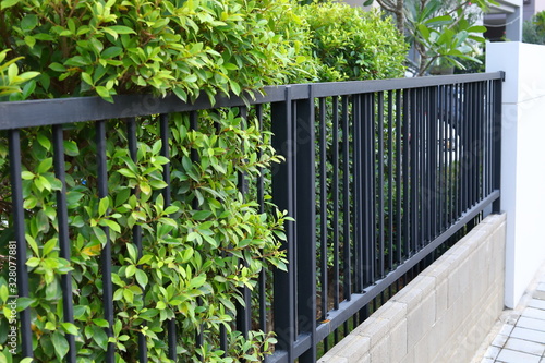 Fototapeta black steel iron fence of boundary house with green leaf of shrub tree growing w