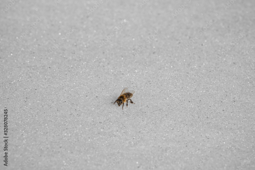 Biene im Schnee schräg von rechts vorne Biene im Schnee schräg von rechts vorne