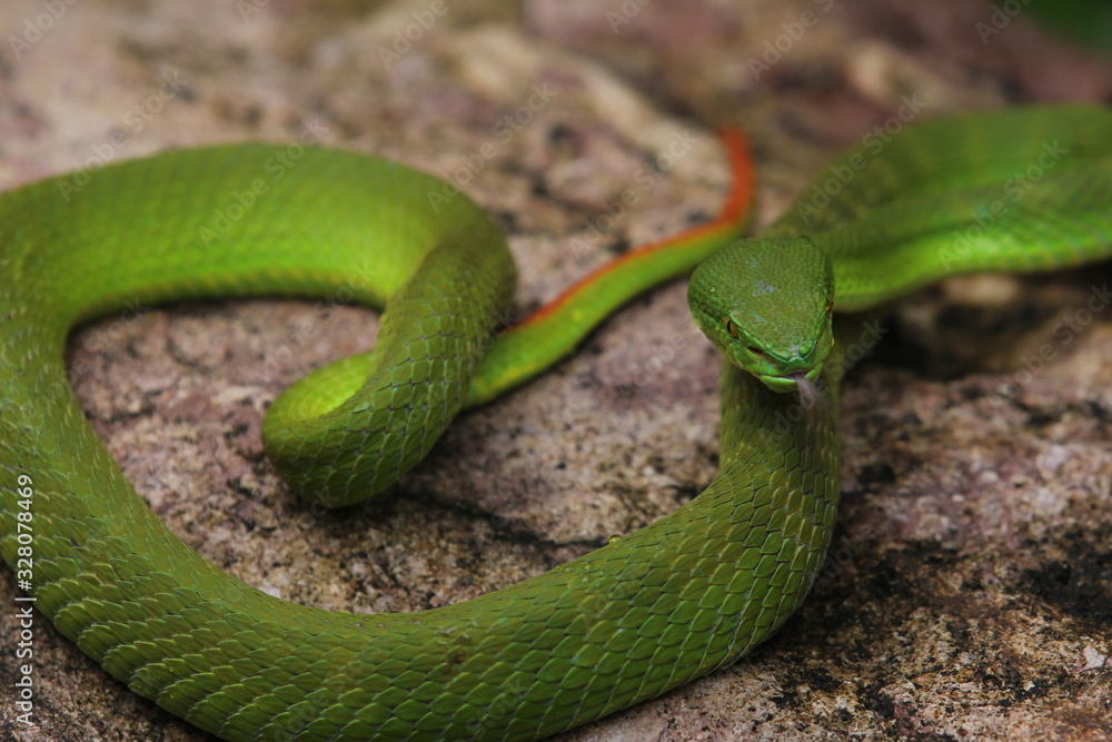 Obraz premium Green Viper Trimeresurus insularis is a venomous pit viper subspecies found in Indonesia and East Timor.
