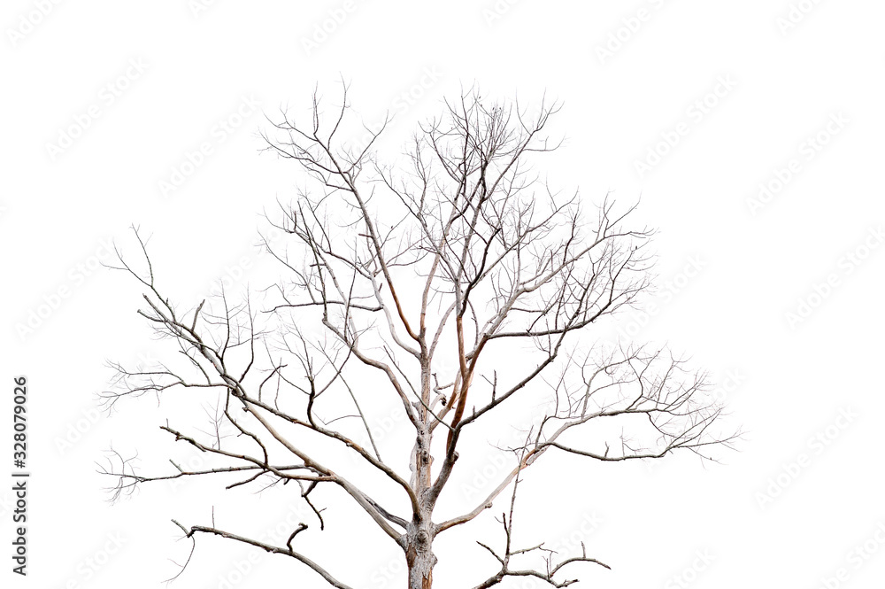 Dry twigs, dry trees on a white background Object concept Dry twigs, dry trees on a white background Object concept