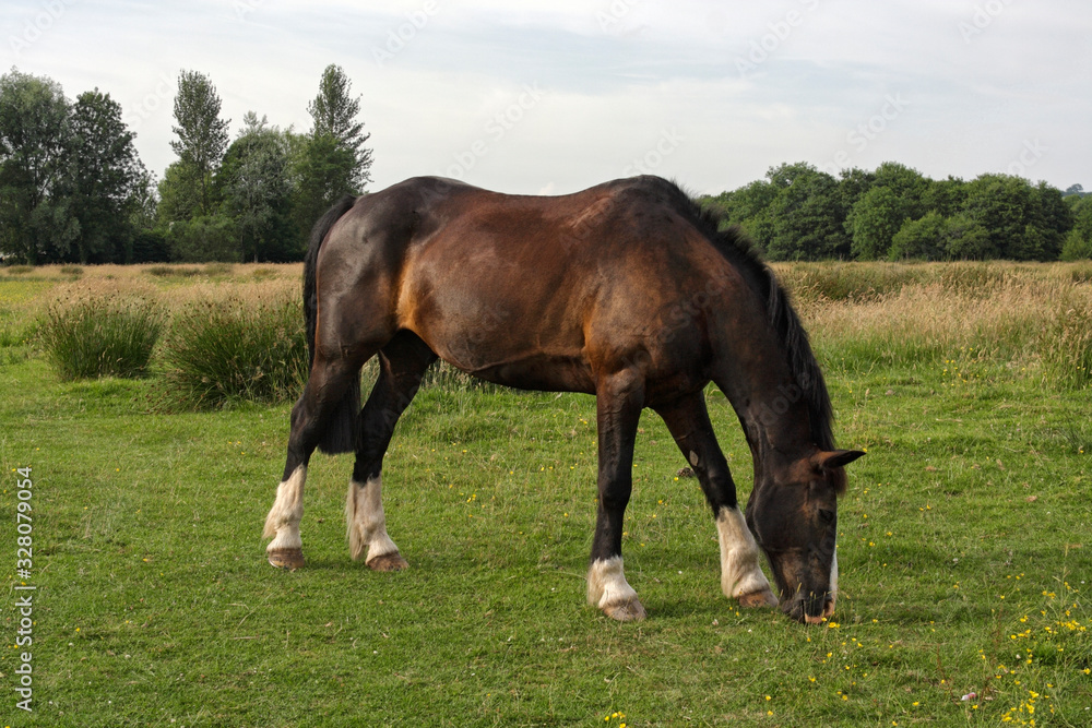 Brown horse in the field, Llangorse Wales UK Brown horse in the field, Llangorse Wales UK