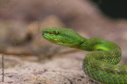 Fototapeta Naklejka Na Ścianę i Meble -  Green Viper Trimeresurus insularis is a venomous pit viper subspecies found in Indonesia and East Timor.