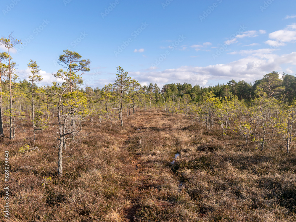 bog landscape with foreground of old grass