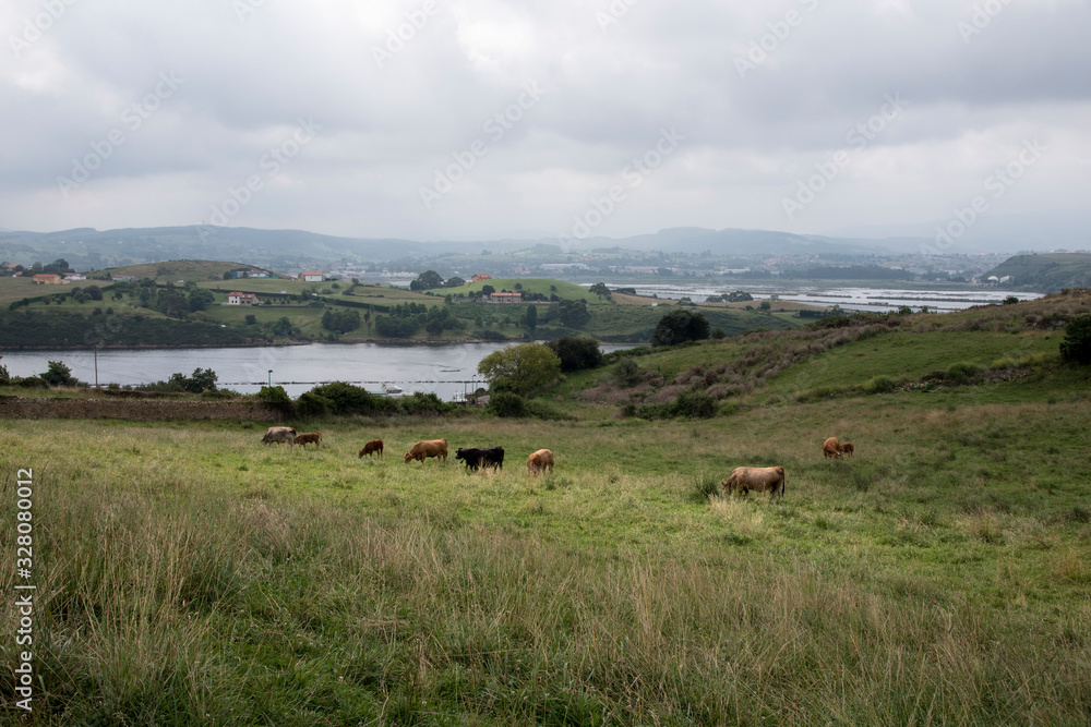 beautiful landscape of Suances, Cantabria, Spain in which cows appear in a meadow with green grass next to some boats on the river Saja beautiful landscape of Suances, Cantabria, Spain in which cows appear in a meadow with green grass next to some boats on the river Saja