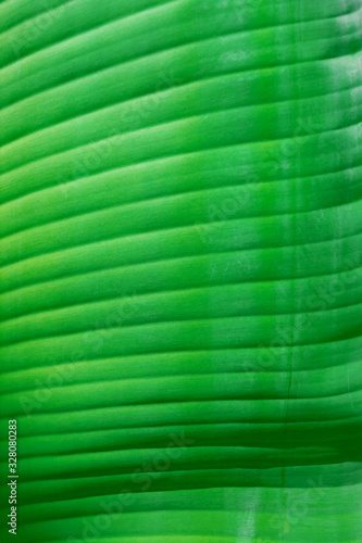 Fresh green banana leaf texture and background