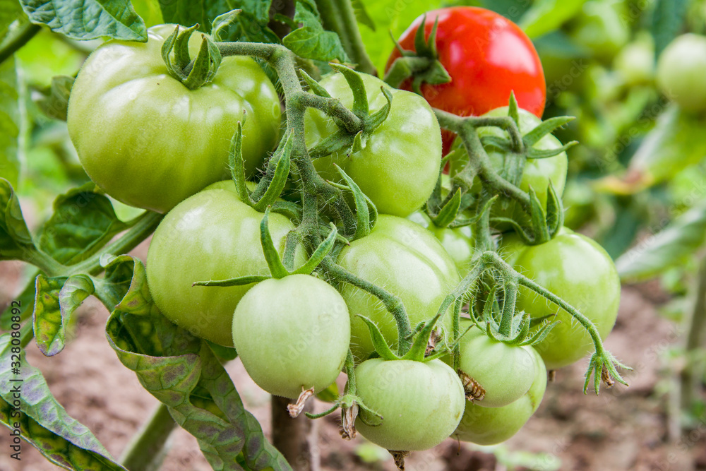 Green tomatoes and one red tomato on a branch