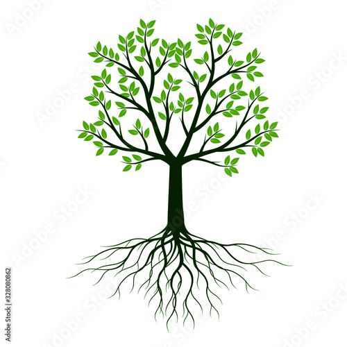 Green Tree. Leaves and Roots. Vector outline Illustration.