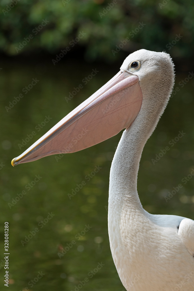 Pelican against water background in Queensland Australia Pelican against water background in Queensland Australia