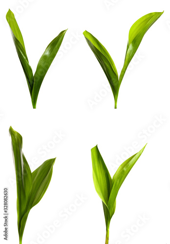 Lily of the valley leaves isolate. set. Green foliage of lily of the valley on a white isolated background.
