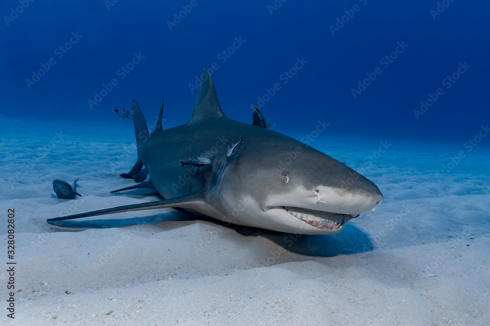 Fototapeta premium Ruhender Zitronenhai (Negaprion brevirostris)