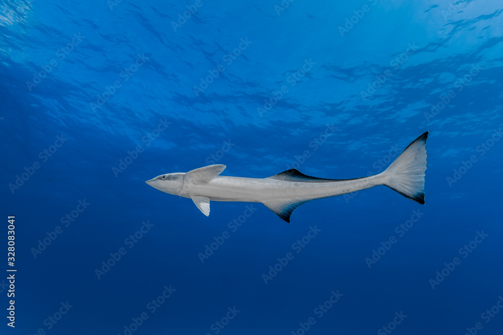 Fototapeta premium Gemeiner Schiffshalter (Remora remora)