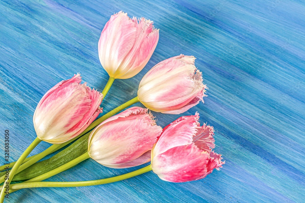 Row of pink tulips against a blue background . Festive flower background for a Mothers Day or other celebration. Row of pink tulips against a blue background . Festive flower background for a Mothers Day or other celebration.