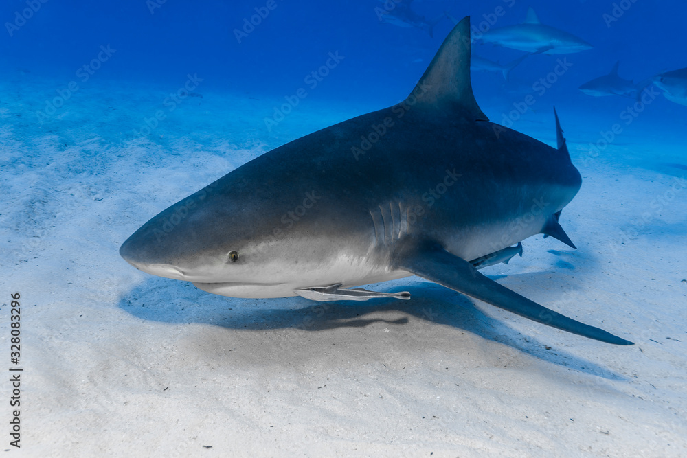 Fototapeta premium Bullenhai (Carcharhinus leucas)